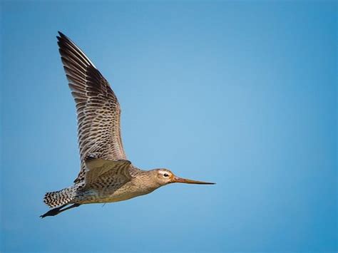 Bar Tailed Godwit Migration