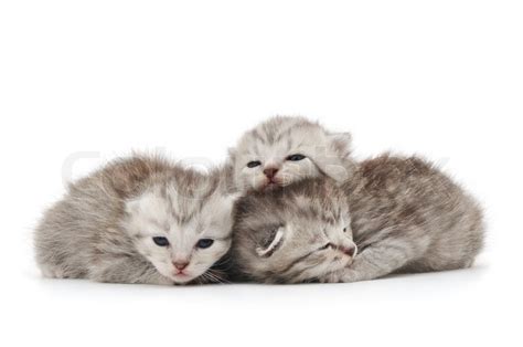 Three newborn grey kittens on white ... | Stock image | Colourbox