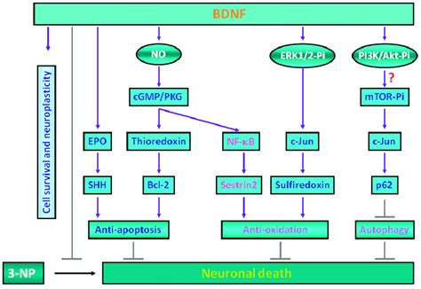 Multiple neuroprotective mechanisms including anti-apoptosis ...