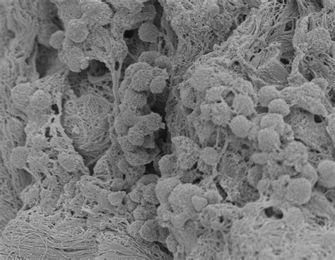 Direct control of dendritic cells for tracking and immune modulation