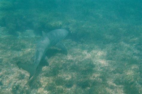 Tubarão Limão 2 / Lemon shark 2 | Fernando de Noronha, Perna… | Flickr