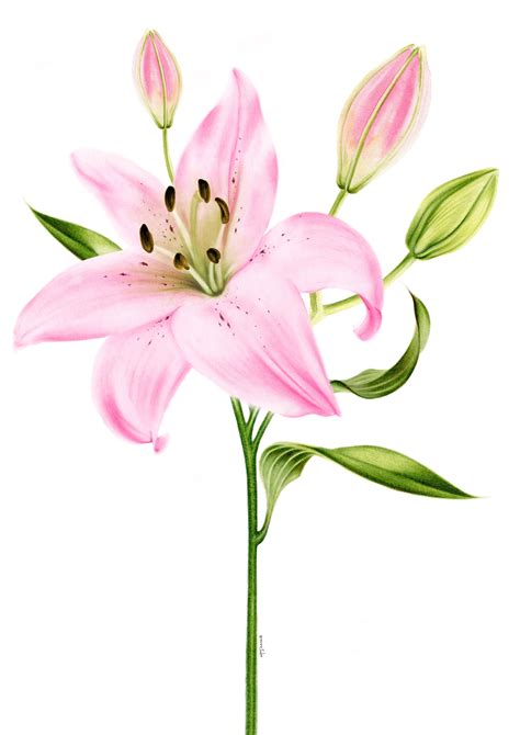 Pink Lily Botanical Art Print Pink Lily Painting Watercolour Floral Art ...