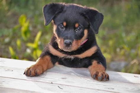 Teacup Rottweiler: Facts, Looks, Costs & Care Guide - Embora Pets