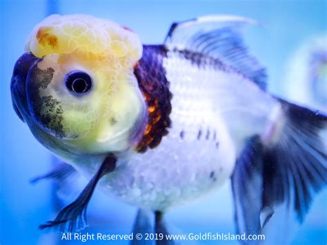 Panda Oranda 5.5-6 Inches 0320COBWT166F796 - Goldfish Island