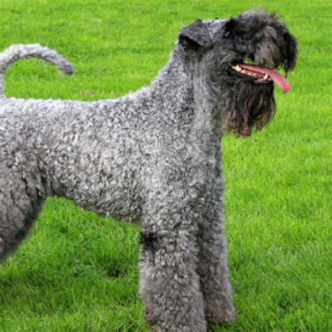 Kerry Blue Terrier grooming, bathing and care | Espree