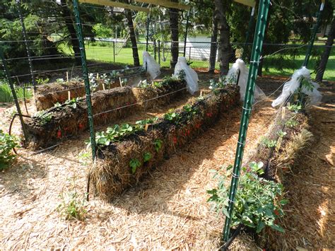 Gardening in Straw | Garden Housecalls