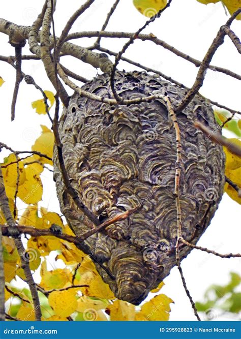 Bald Face Yellowjacket Hornet Nest in Autumn Tree Stock Image - Image ...