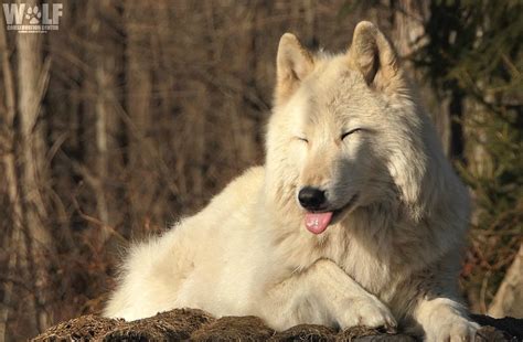 Wolf Conservation Center on Twitter: "THBPBPTHPT! #MondayMood… " White Siberian Husky, Beautiful ...