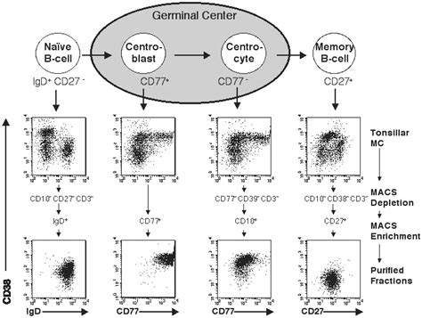 Transcriptional analysis of the B cell germinal center reaction | PNAS