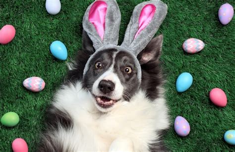 12 Egg-cellent Ideas for a Dog-Friendly Easter | Australian Dog Lover