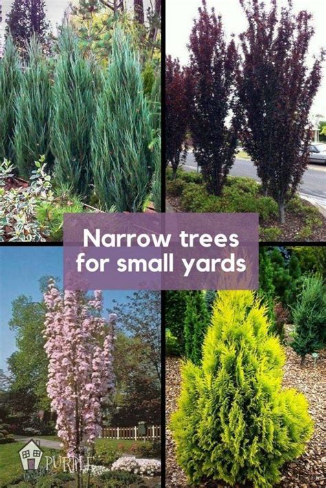 Narrow Trees for Small Yards that Pack a Punch | Pretty Purple Door Landscaping Trees, Privacy ...