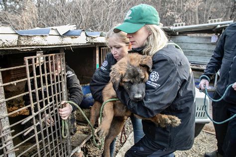 South Korea Introduces Bill To Ban The Dog Meat Trade, Hailed As “Historic Moment For Animal ...