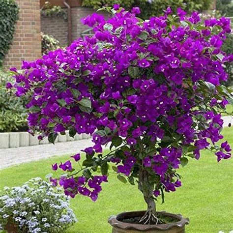 Gurveplantationi® Bougainvillea Purple Color Flower Plant Live with Black Plastic Pot. : Amazon ...