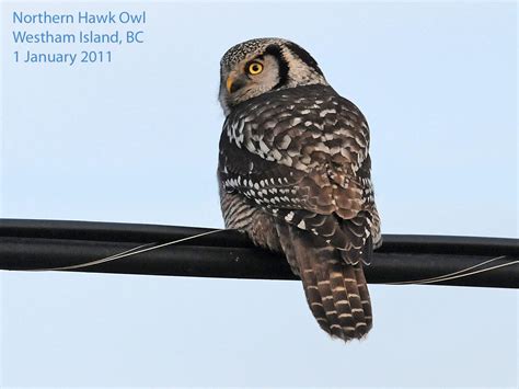 Northwest Nature Notes: THE HAWK OF THE OWLS