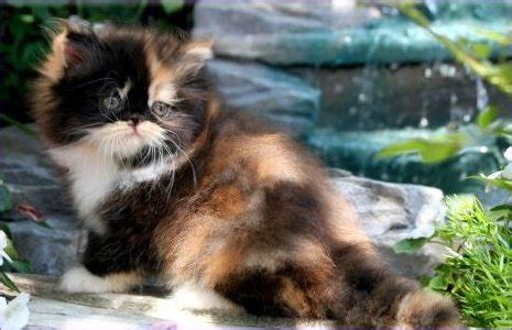 Calico Persian Kittens | Calico Persian Cats | Calico Cats | Calico ...