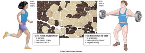 Effect on Slow and Fast Twitch Muscle Fibres - Physiological ...