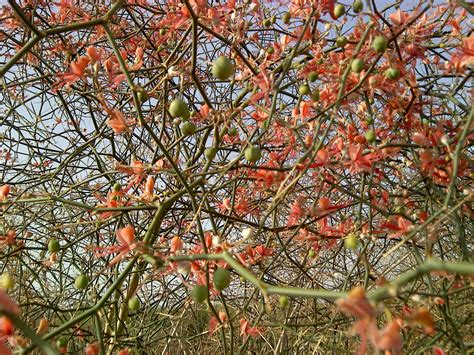 Identify the plant II | Flowers and berries. For description… | Flickr