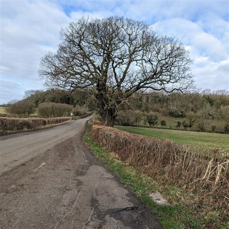 Deciduous tree in winter, Llanwern © Jaggery cc-by-sa/2.0 :: Geograph Britain and Ireland