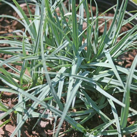 Carex glauca (flacca) 'Blue Zinger' Blue Sedge from Sandy's Plants