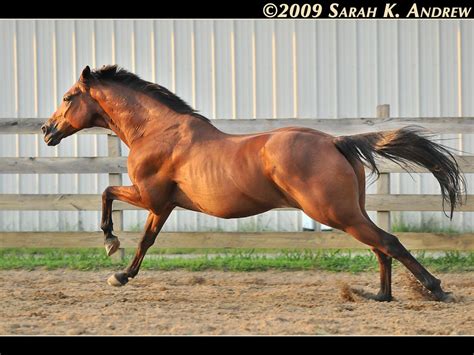 The gallop is a four-beat gait | Horse photography, Horse inspiration ...