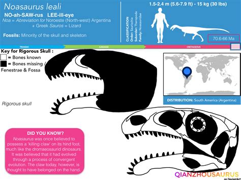 Noasaurus leali skull skeletal by Qianzhousaurus on DeviantArt