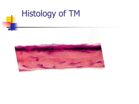 PPT - Innovative regenerative treatment for the tympanic membrane ...