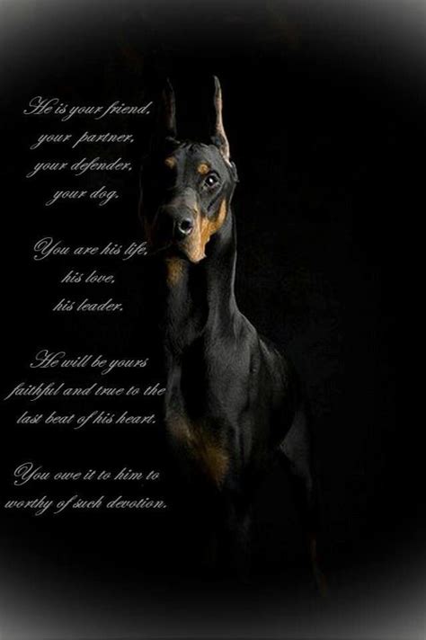 17 Best images about fawn doberman on Pinterest | Rainbow bridge, Doberman pinscher dog and From uk