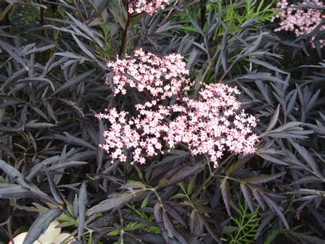 I min have ... Sambucus nigra 'Black Lace' Mørk, fliget hyld | Garden in bordeaux | Pinterest ...