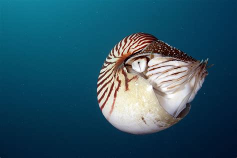 4 Things to Know About the Nautilus - Ocean Conservancy