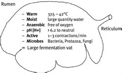 Managing for healthy rumen function | Department of Agriculture and Fisheries, Queensland