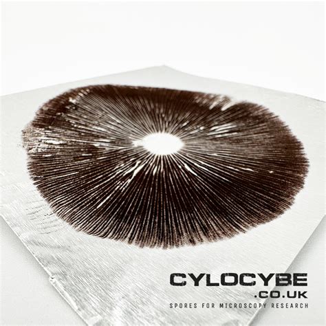 Psilocybe Cubensis Spore Prints | Cylocybe.co.uk