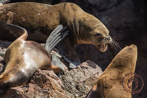 Day Tour to Paracas, Peru | Peru, Day tours, Animals wild