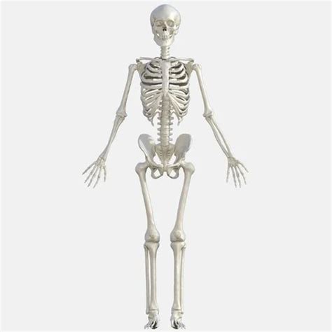 Plastic XC 209 Human Skeleton Model at Rs 2000 in Bhopal | ID: 20272634162