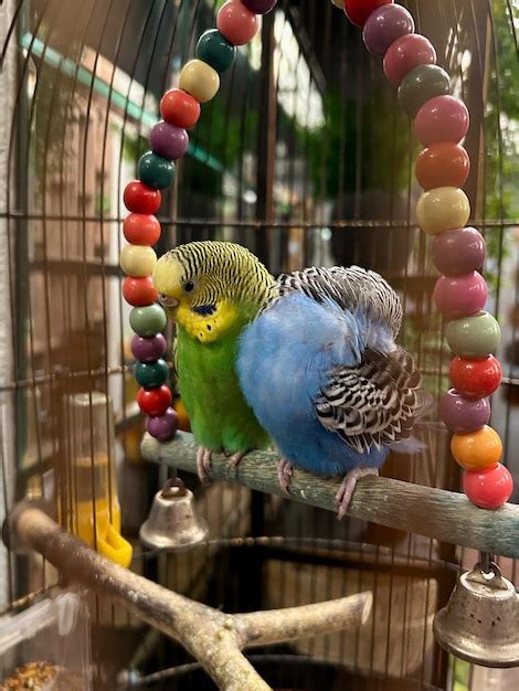 Premium Photo | A blue and yellow budgie is sitting on a bird cage.