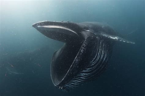 Humpback whale feeding on krill [3445 x 2296] : thalassophobia