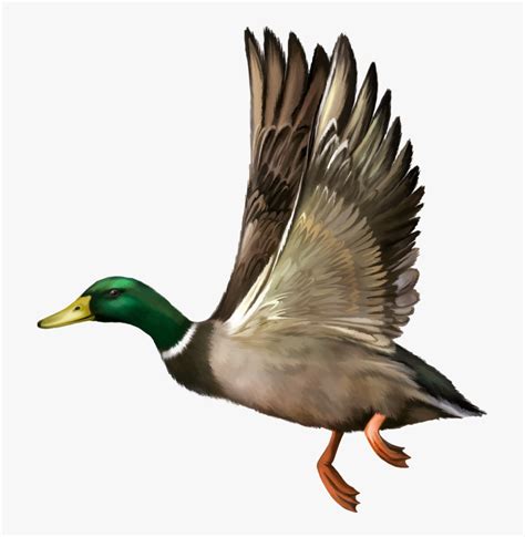 Flying Mallard Duck Svg