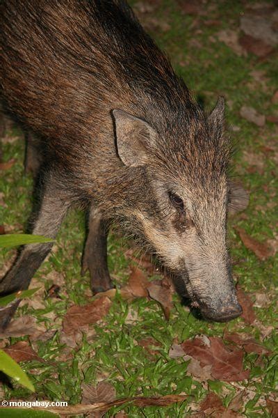 Mammals - Animals in Malaysia