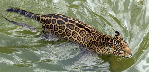 Swimming jaguar. Jaguar cat swims at Amazon zoo located in Manaus ...