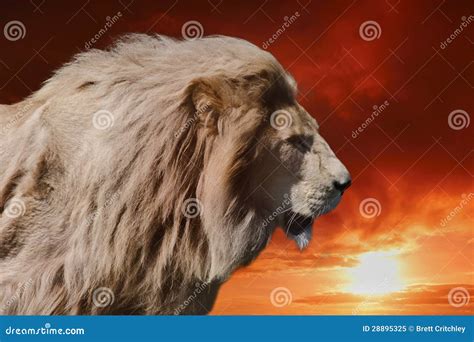 King lion stock image. Image of lion, majestic, head - 28895325