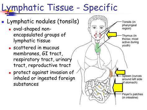 PPT - Chapter 22 The Lymphatic and Immune Systems PowerPoint ...