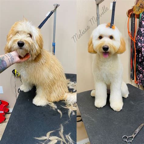 Doodle grooming | Poodle mix dogs, Dog cuts, Dog grooming styles