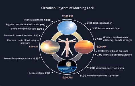 The 24-Hour Circadian Rhythm Cycle & Optimizing Daily Energy