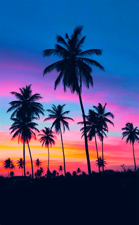 Summer Sunset photography sunset beach beautiful ocean tropical travel palm trees vacation ...