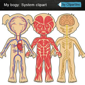 Human Body Systems Clip Art Bundle by Clipartino | TpT