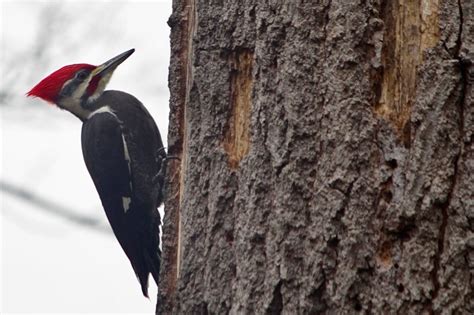 Pileated Woodpecker