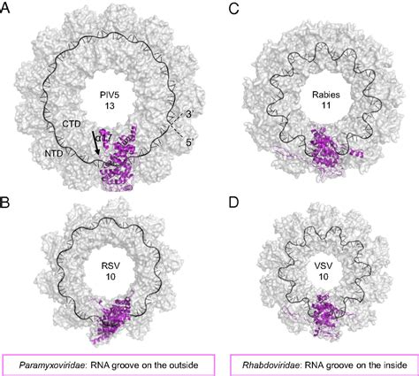 Paramyxovirus Structure