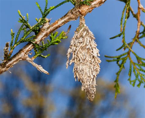 Identify and Control Bagworms