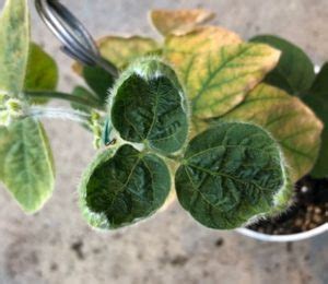 Specialty Crops Injury Caused by Dicamba Herbicide Drift — Plant & Pest Advisory