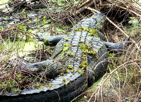 Paynes Prairie Overlook Walk | This gal or fella was resting… | Flickr