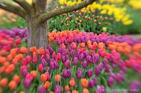 Roozengaarde Tulips | Skagit Valley Tulip Festival - Mt Vern… | Flickr